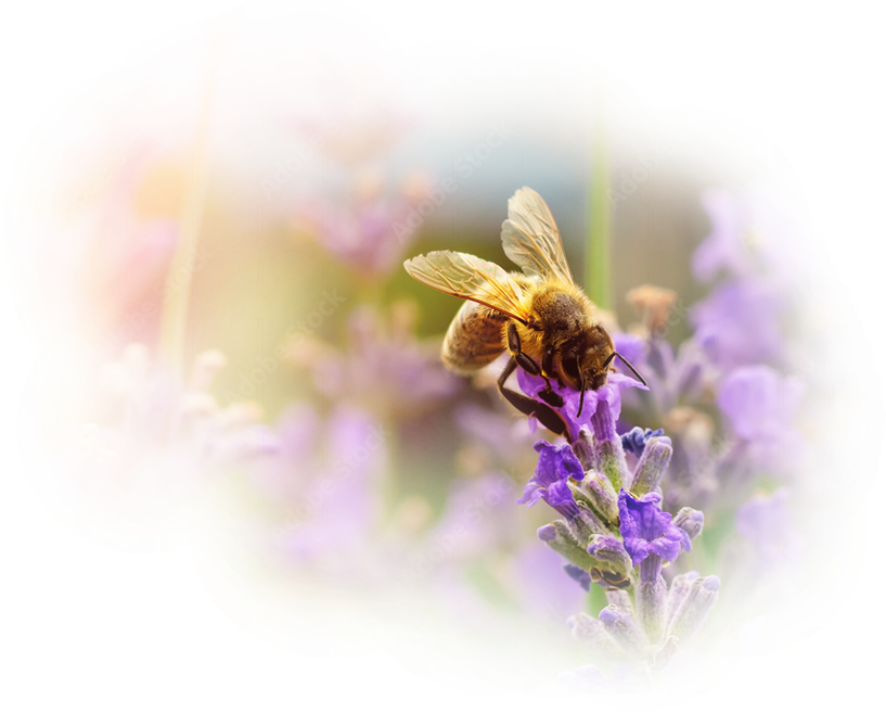 Abeja